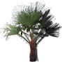 Windmill Palm